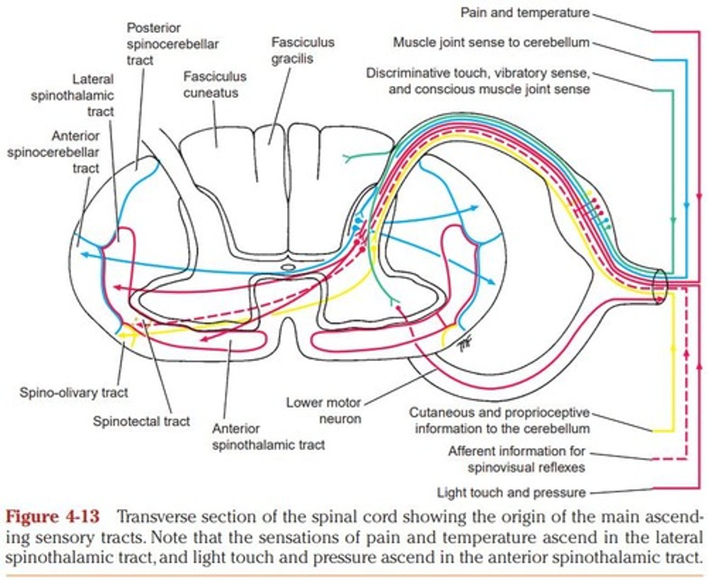 <p>Exteroreceptive (originates from outside the body) and Proprioceptive (originates from inside the body).</p>