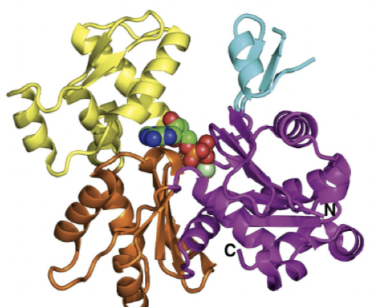 <p>what structure is this </p>