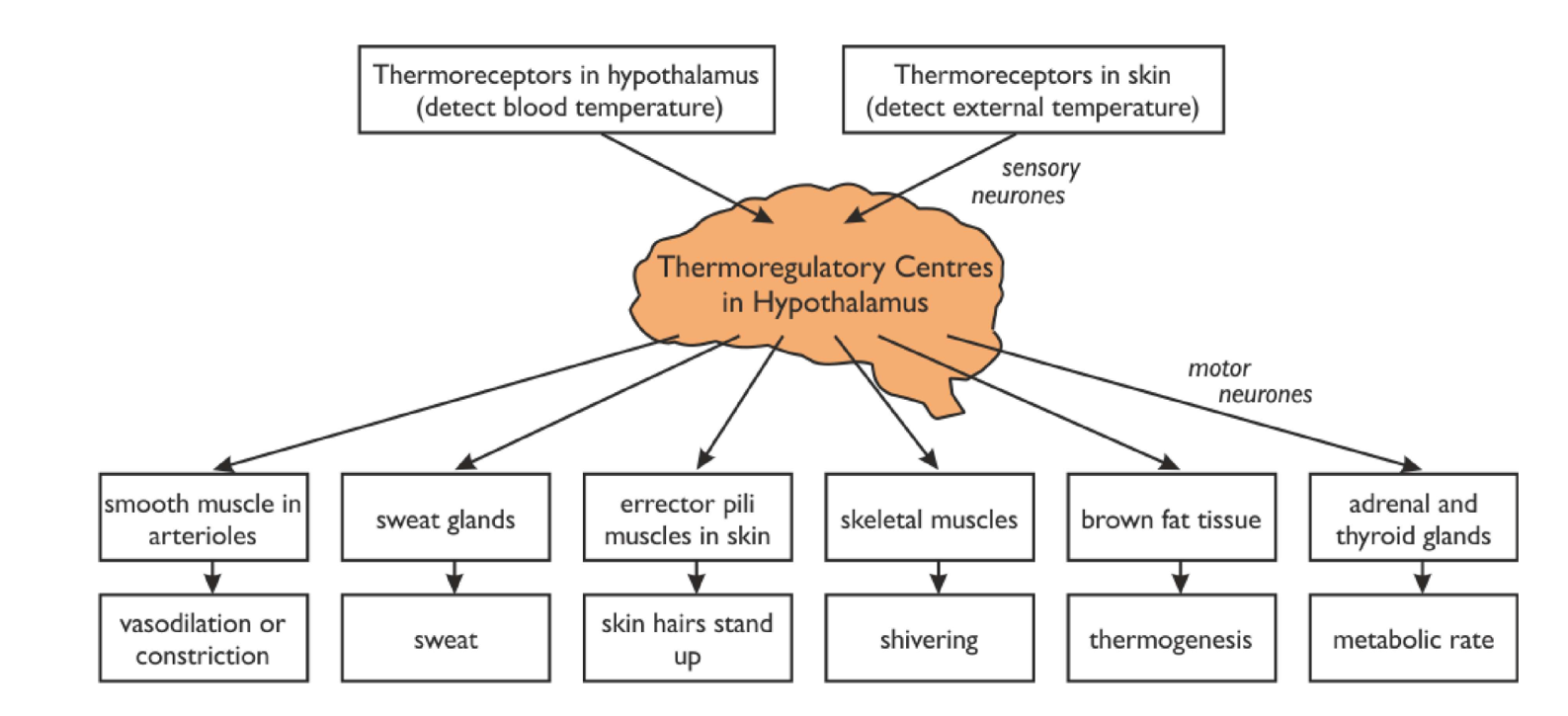 <p><strong>Heat loss centre (activated by a rise in blood temperature):</strong></p><ul><li><p>impulses are sent down the parasympathetic nervous system to trigger responses in the skin, hair erector muscles & sweat glands to lower blood temperature</p></li></ul><p><strong>Heat gain centre (activated by a decrease in blood temperature):</strong></p><ul><li><p>impulses are sent down the sympathetic nervous system to trigger responses in the skin, hair erector muscles & sweat glands to raise blood temperature</p></li></ul><p></p>