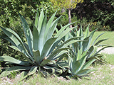 <p>Century Plant </p>