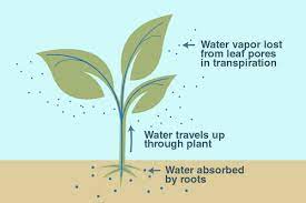 <p>transpiration</p>