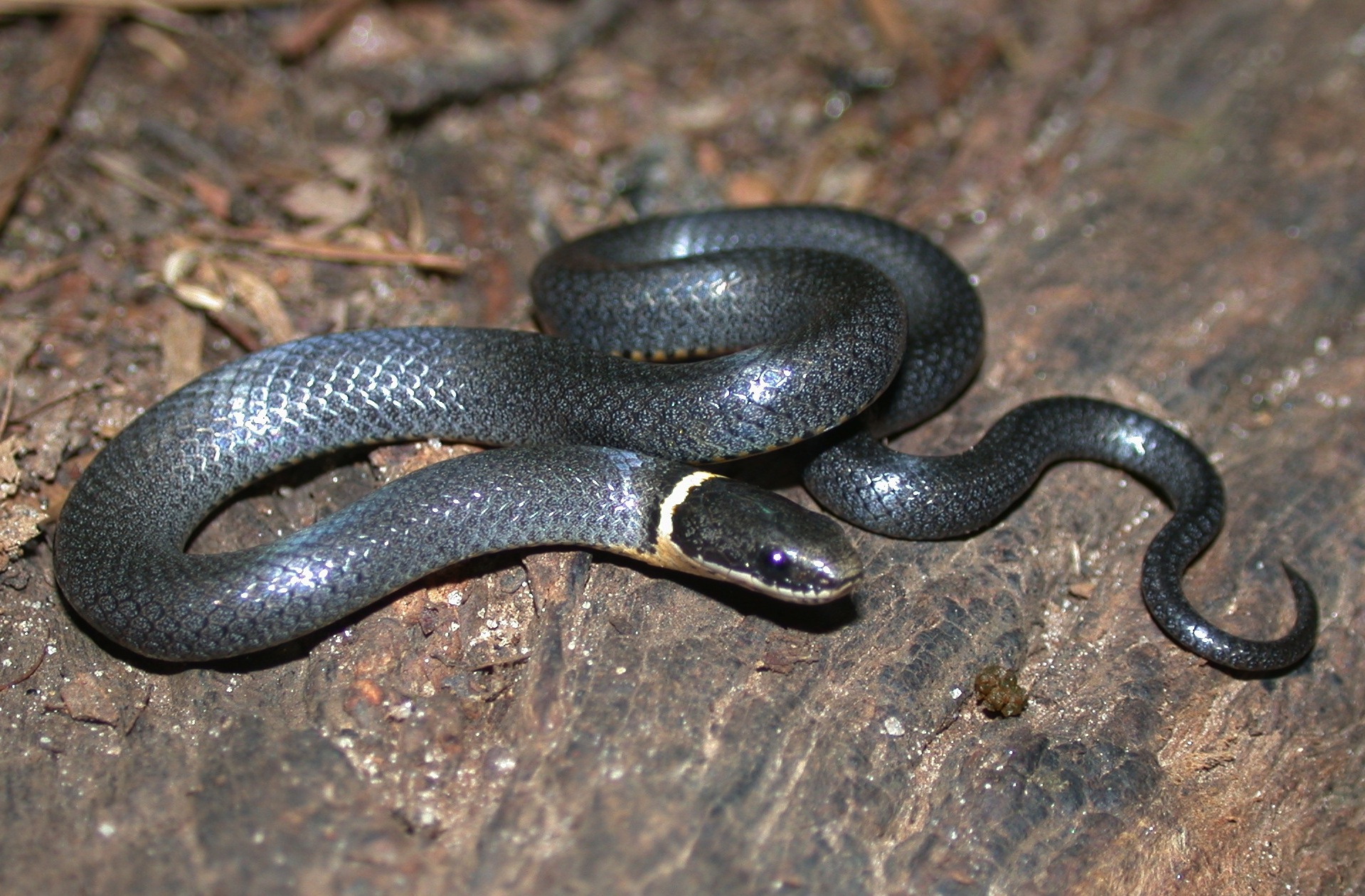 <p><span style="font-family: &quot;Times New Roman&quot;, serif">Has a yellow-colored band around its neck near its head.</span></p>
