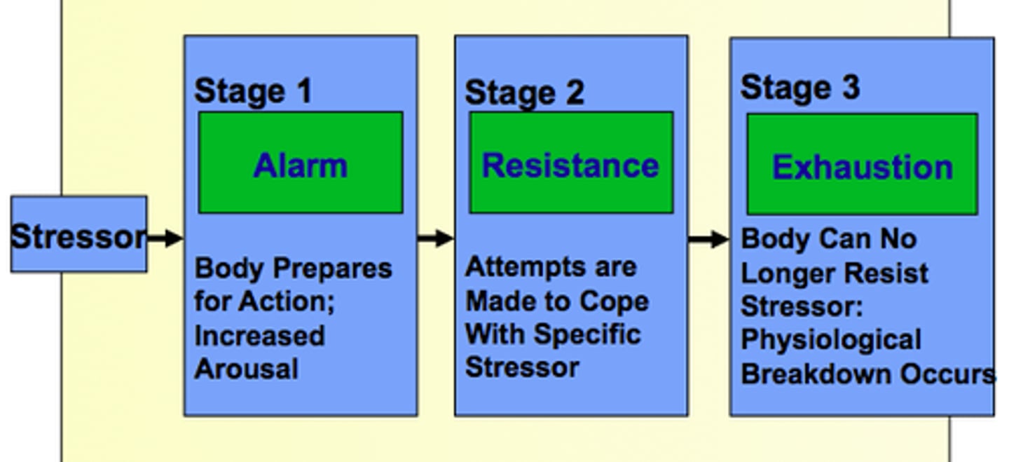 <p>the second stage of GAS when the body attempts to resist or adapt to the stressor through continued activation of physiological responses</p>