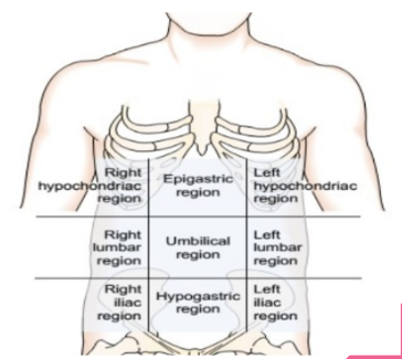 <p>stomach </p>