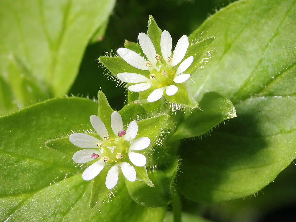 <p>Stellaria Media</p>