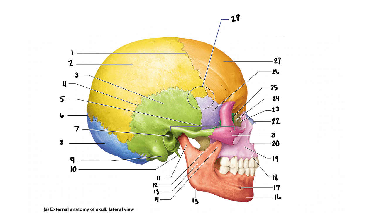 <p>bone #14?</p>