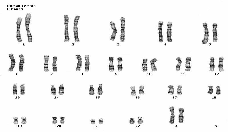 <p>Individuals who possess two similar sex chromosomes. </p><p>Ex: Females who have 2 X chromosomes</p>