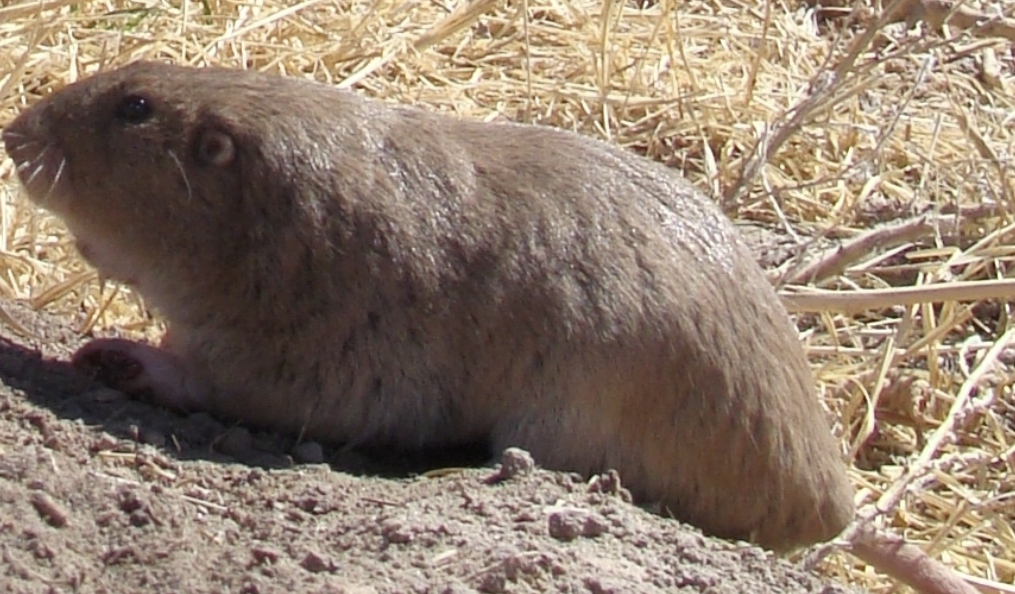 <p>Pocket Gopher</p>