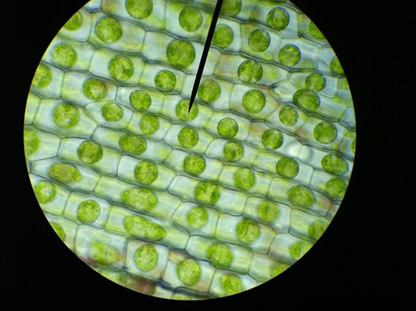 <p>Plantae, Eukaryotic, chloroplasts</p>