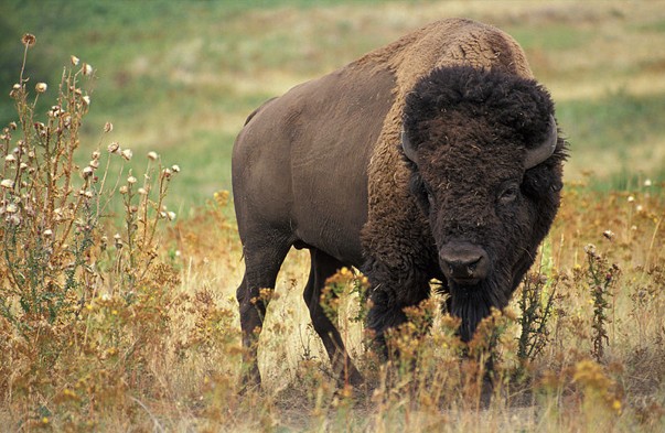 <p>Bison bison </p>