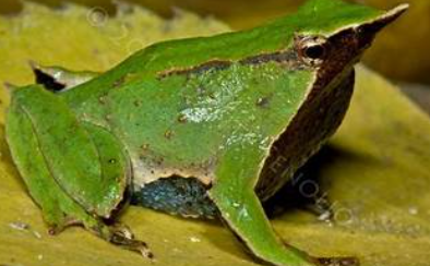 <p>Rhinoderma darwinii</p>