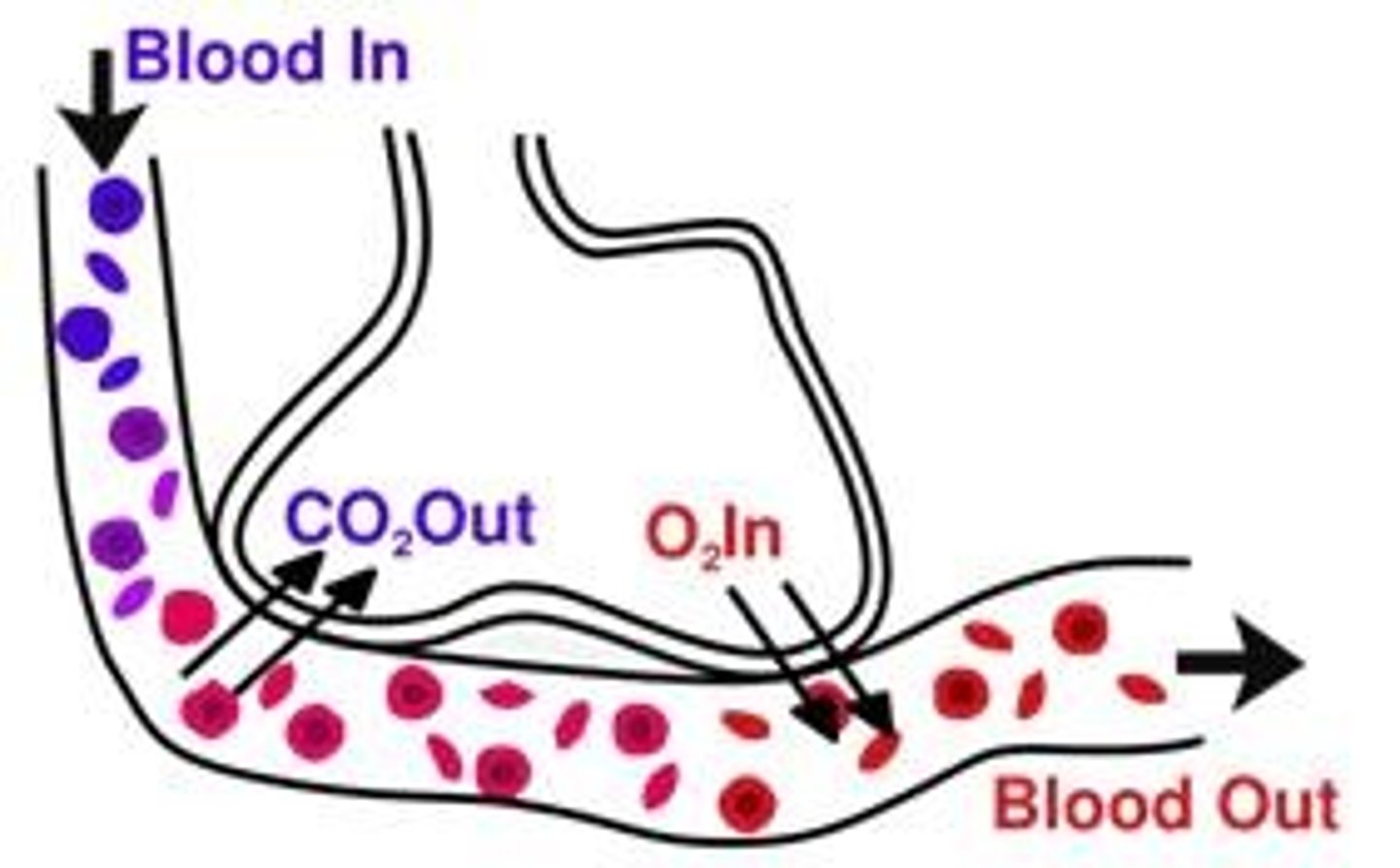 <p>large molecules (cells/proteins) --> most stay in blood/plasma, small number move via exo/endocytosis</p><p>small molecules (gases, ions, nutrients) --> through cells/diffusion/membrane transport; around cells via pores in capillary walls</p>