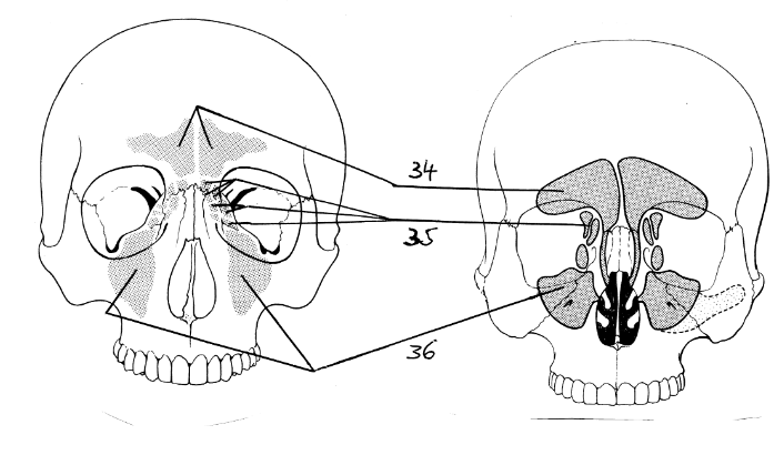 <p>36</p>