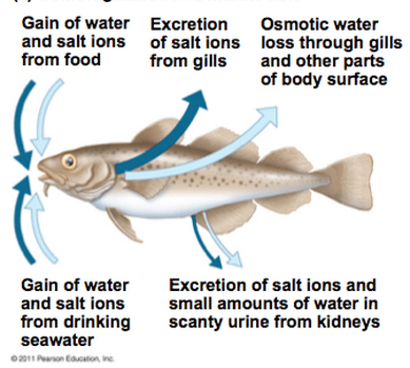<p>-hypertonic</p><p>-water loss from cells</p>