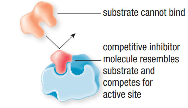 <ul><li><p>similar to substrate</p></li><li><p>Compete with substrate for active site</p></li><li><p>↑ concentration of inhibitors = ↓ rate of reaction</p></li></ul><p></p>