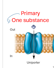 <p>Describe primary transport</p>