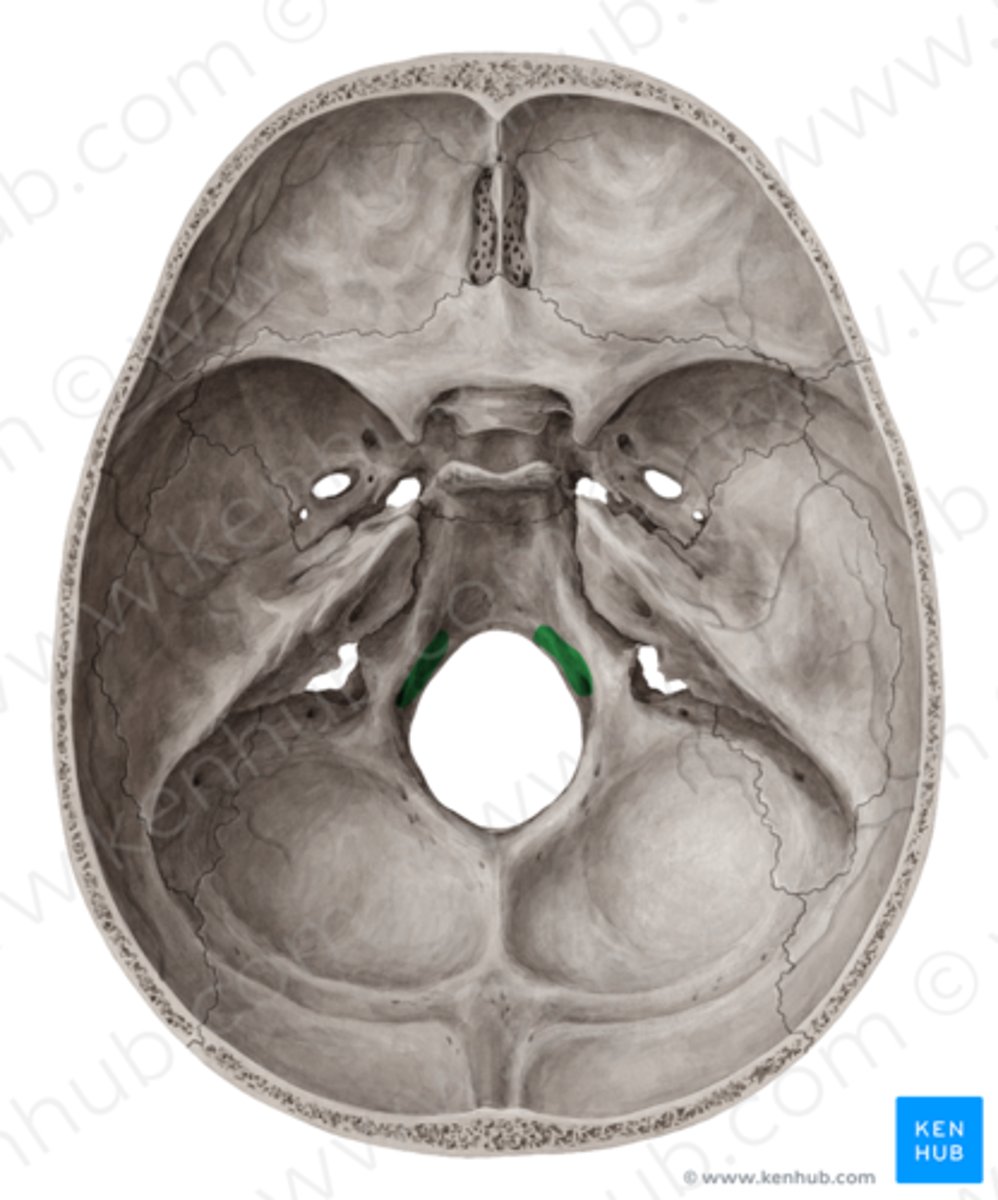 <p>Canalis hypoglossi</p>