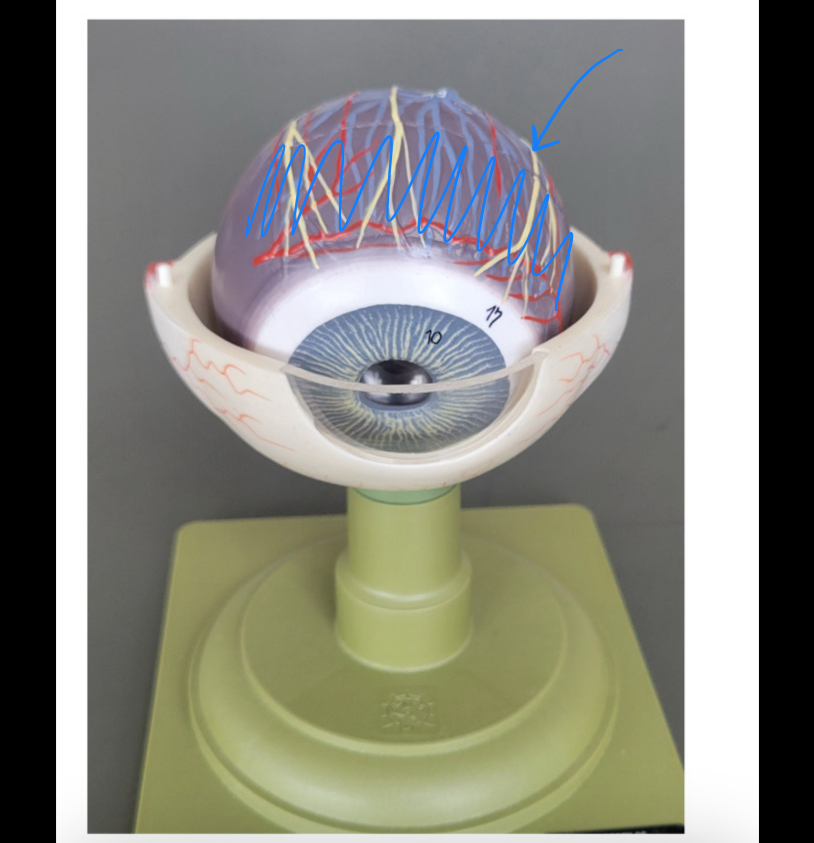 knowt flashcard image