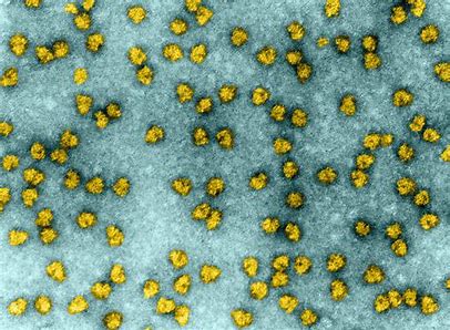 Ribosomes