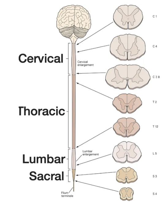 <p>cervical, thoracic, lumbar, sacral</p>