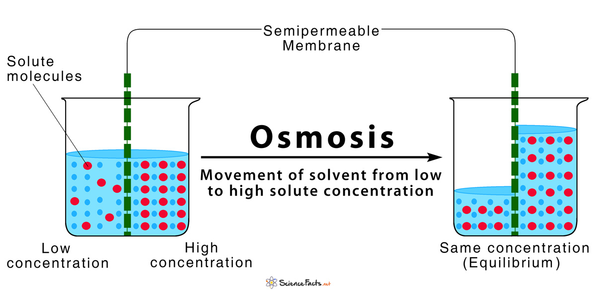 <p>Specifically movement of water across semipermeable membrane, from a area of high water (solvent) concentration to an area of low water concentration to equalise concentration on both sides. Occurs without energy through natural concentration gradient.</p>