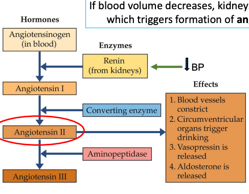 <p>Kidneys release renin wen blood volume decreases → formation of angiotensin II</p><ul><li><p>Which constrict blood vessels</p></li><li><p>Circumventricular organs trigger drinking</p></li><li><p>Vasopressin is released</p></li><li><p>Aldosterone is released</p></li></ul><p></p><p>Angiotensiogen → Angiotensin I → Angiotensin II → angiotensin III<br></p>