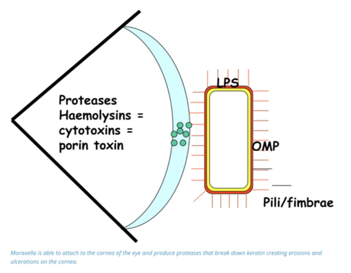 <p>1. Carried by other animals, transferred between cattle via flies/Rubbing irritated eye against post/short distances via dust</p><p>2. Targets Cornea of the Eye → Produces hemolysins → Erode cornea → bacteria Entry → Inflammatory Response → Ocular Pus → Corneal Ulcers</p>