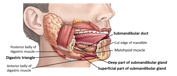 <p>Goedgekeurd >2j / 12kg </p><p>Xerostomie in ~5% </p><p>Dysfagie, dysarthrie, dysfonie in ~2% (n.s.) </p><p>Deze bijwerkingen zijn transiënt </p><p>Mogelijk: dentale problemen (gingitivits, caries) – geen evidentie </p><p>Maximum cumulatieve dosis: 16IE/kg tot 400IE per 16w</p>