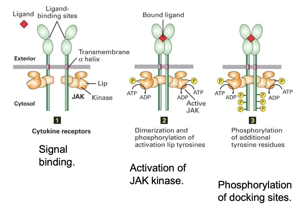<ul><li><p>Epo receptor has 3 domains:</p><ul><li><p>Extracellular domain (binds Epo)</p></li><li><p>Transmembrane alpha-helix</p></li><li><p>Cytosolic domain (binds JAK kinase)</p></li></ul></li><li><p>Each receptor is associated with a <strong>JAK kinase</strong> (inactive by default)</p></li><li><p>Epo binding → <strong>Receptor dimerization</strong></p></li><li><p>Dimerization brings JAKs close → <strong>Autophosphorylation</strong></p><ul><li><p>JAKs phosphorylate each other on <strong>activation lip</strong></p></li><li><p>Activates kinase activity</p></li></ul></li><li><p>Activated JAKs → <strong>Phosphorylate tyrosine residues</strong> on receptor’s intracellular domain</p></li><li><p>JAK = <strong>tyrosine kinase</strong> (targets tyrosine residues only)</p></li></ul><p></p>