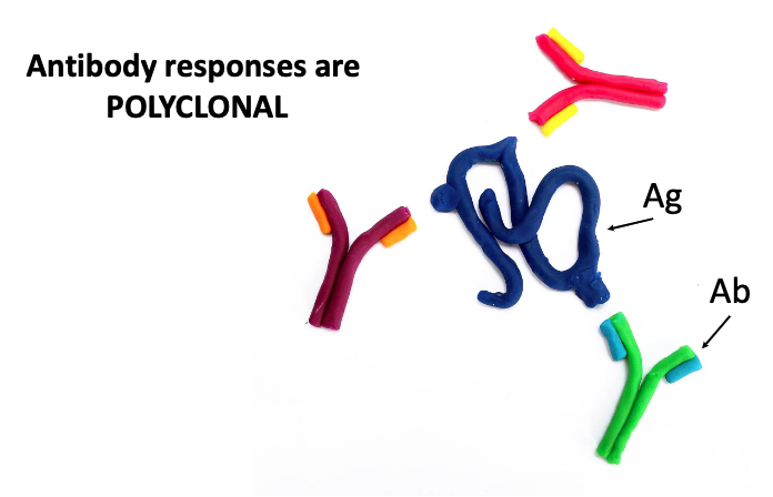 <p><span>Polyclonal antibody responses involve the production of multiple antibody types by different B cell clones, each targeting the same antigen.</span></p>