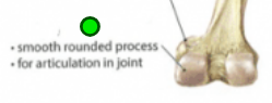 <p>Articulation, <span><span>rounded process. Provides structural support to the</span></span><br><span><span>overlying hyaline cartilage. Ex. Femur, Tibia, and Skull.</span></span><br><span><span>femoral lateral and medial; tibial lateral and medial; occipital.</span></span></p>