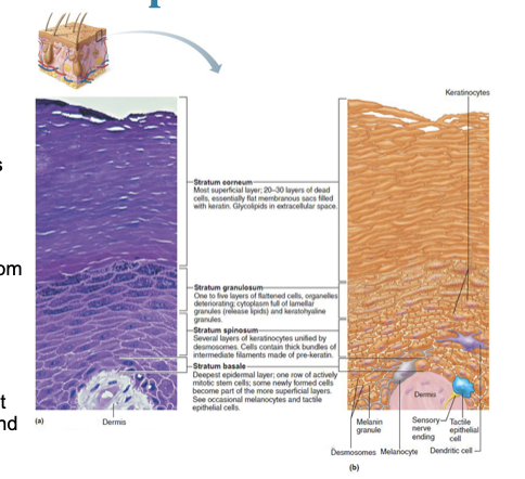 <p>Stratum Corneum (horny layer) </p>
