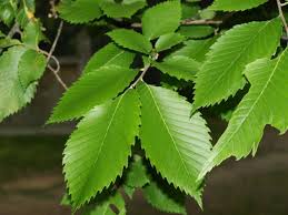 <p>Location: primarly notable in bottomland but can be found anywhere</p><p>Leaf: alternate, simple, margin is sharply doubly serrate, slightly hairy</p><p>Fruit: found, flat, hairy</p><p>Bark: grey, flat topped, reddish/brown patches</p>
