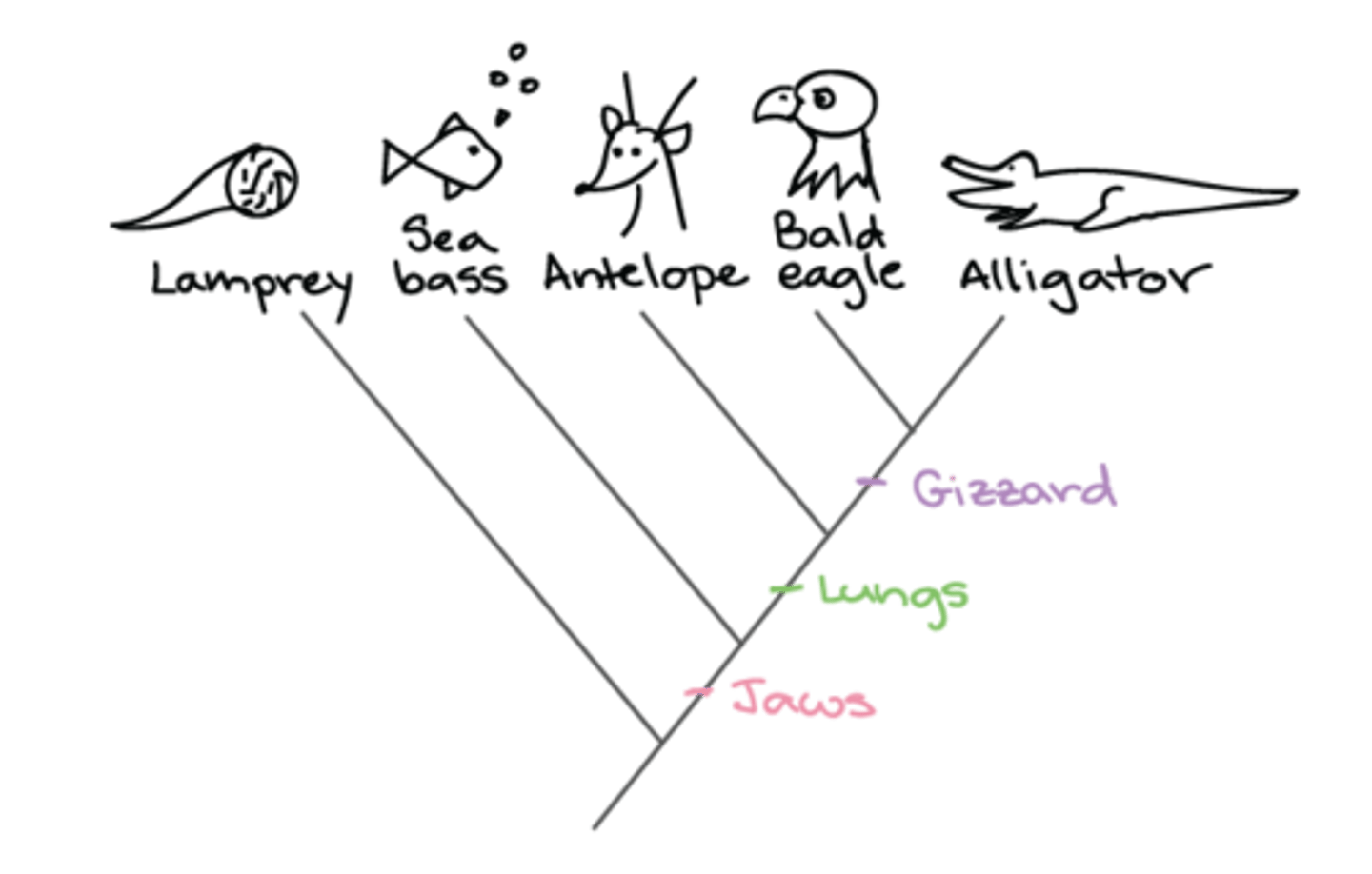 <p>if you have a more recent common ancestor, you are more related.</p><p>An easy example of this is that you are more related to your sister than your cousin</p>