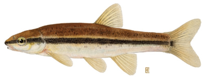 <p>Rhinichthys atratulus</p>