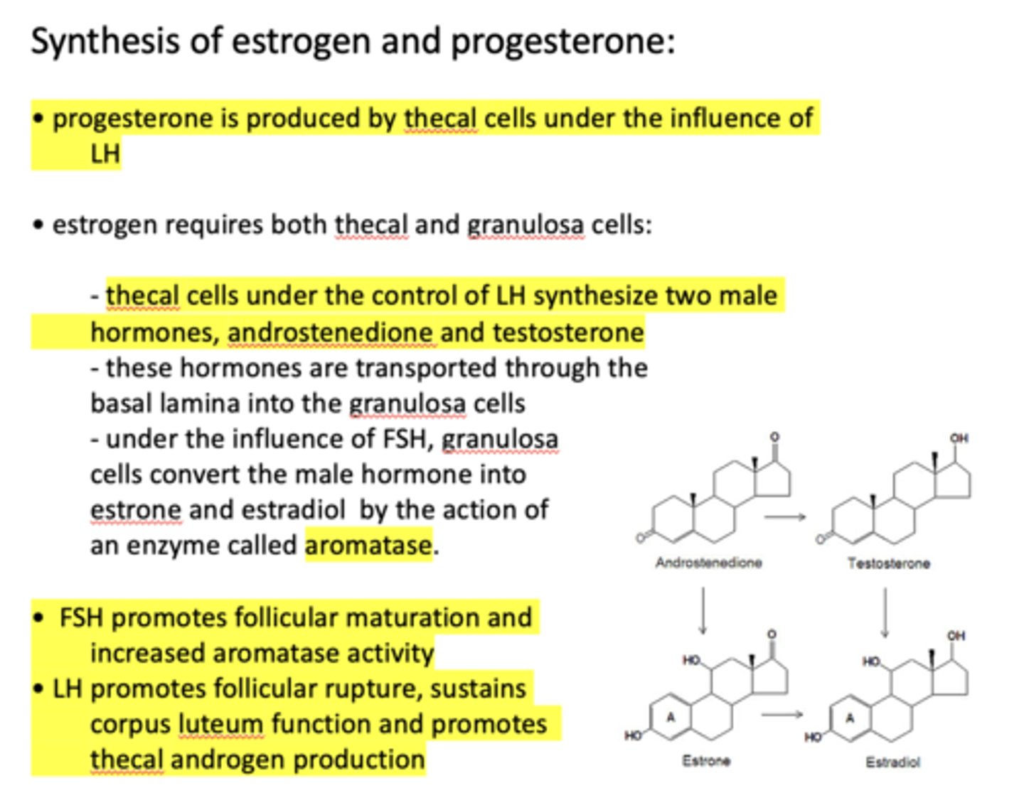 <p>aromatase</p>
