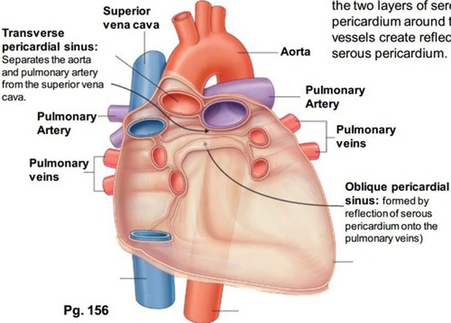 <p>runs transversely within the pericardial cavity between the aorta and pulmonary trunk &amp; the superior vena cava</p>