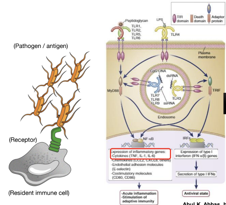 <ul><li><p><strong>Immune cell maturation/differentiation</strong></p></li><li><p><strong>Stimulating cell adhesion during recruitment</strong></p></li><li><p><strong>Inflammation</strong></p></li><li><p><strong>ROS/NO production</strong></p></li><li><p><strong>Degranulation, apoptosis, and resolution/repair.</strong></p></li></ul><p></p>