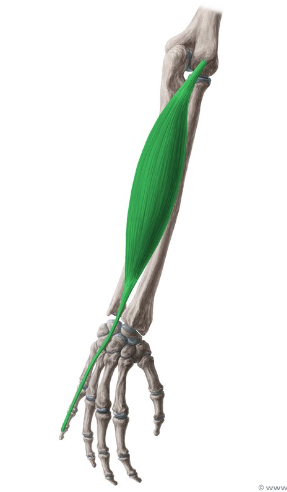 <p>What is this muscle called?</p>