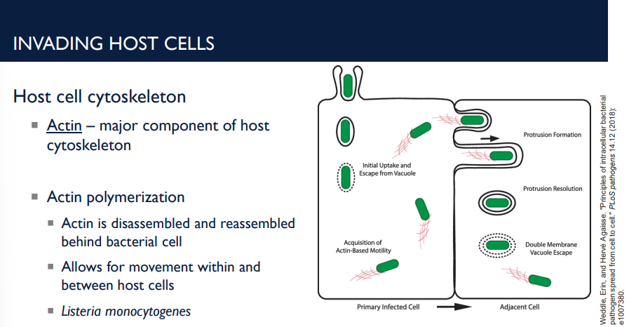 <p>Alteration of the host cell cytoskeleton helps invade host cells. Describe the role of actin and actin polymerization.&nbsp;</p>