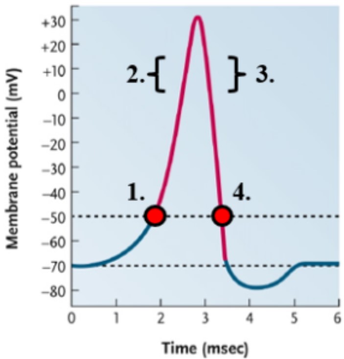 In the diagram above, which of the following is occurring at point #1.  \n a. Na+ activation gate opens quickly. \n b. Na+ inactivation gate begins to close slowly. \n c. K+ activation gate begins to open slowly. \n d. Na+ inactivation gate begins to open slowly. \n e. K+ activation gate begins to close slowly. \n f. Na+ activation gate opens quickly.