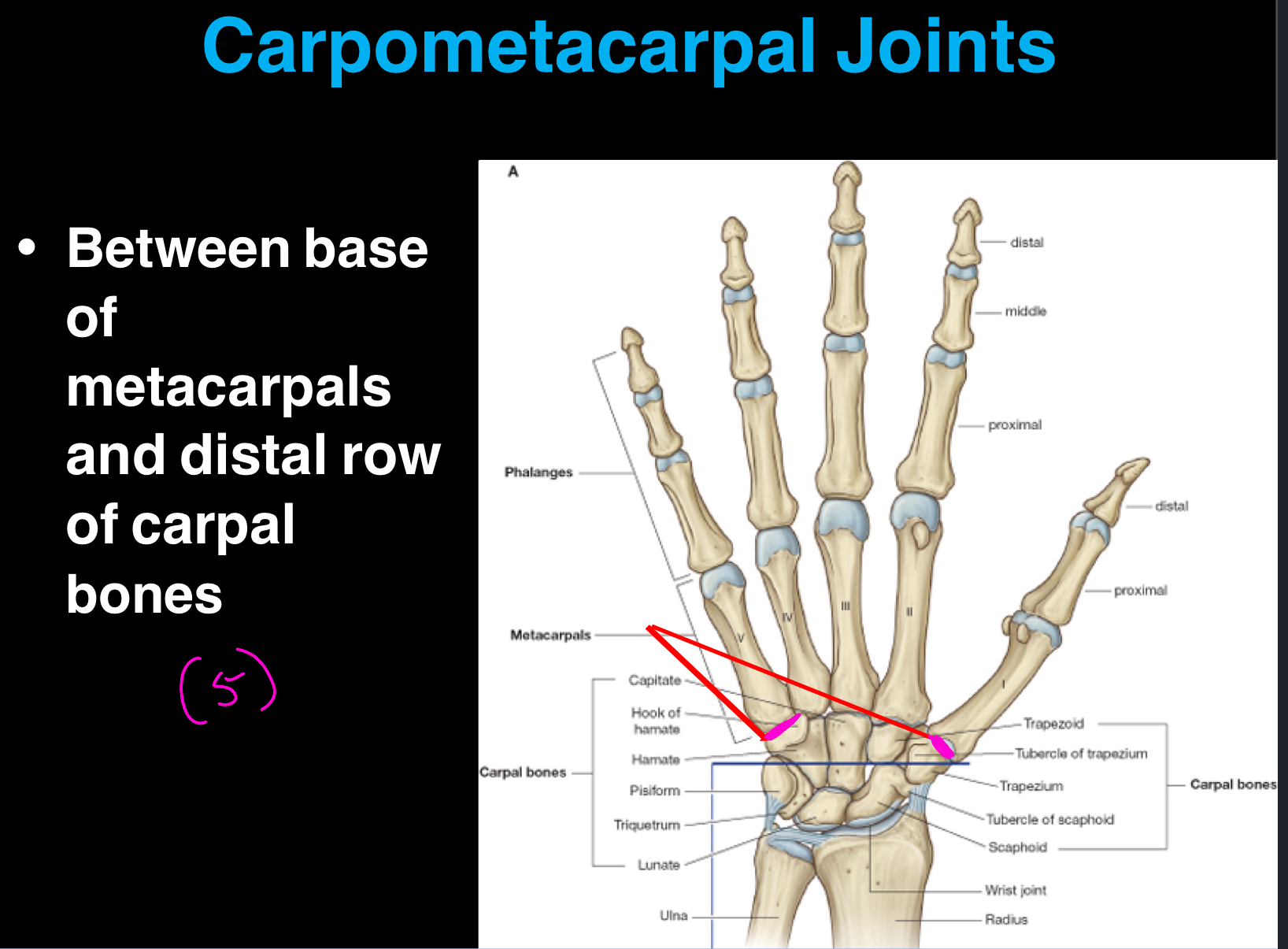 <p>These joints are between the distal row of carpal bones and the base of your metacarpals. There are a total of 5, and they are synovial joints as well. They allow for a range of movements, including opposition in the thumb, and contribute to the overall function and dexterity of the hand. </p>