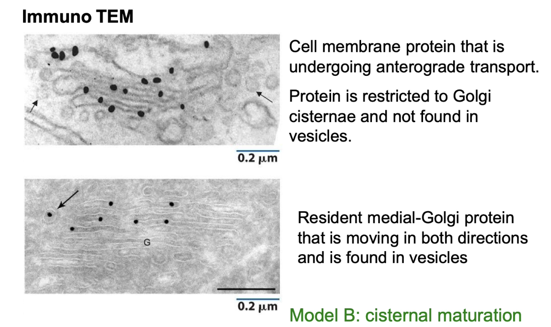 <ul><li><p>Using <strong>immuno-TEM</strong>, researchers label proteins and track their locations in the Golgi:</p></li><li><p><strong>Cell membrane protein (cargo):</strong></p><ul><li><p>Found <strong>only inside cisternae</strong>, not in vesicles.</p></li><li><p>Suggests forward transport occurs inside cisternae, not via vesicles (supports Model B).</p></li></ul></li><li><p><strong>Medial-Golgi resident protein:</strong></p><ul><li><p>Found in both <strong>cisternae and vesicles</strong>.</p></li><li><p>Shows that vesicles are involved in moving resident proteins <strong>backwards</strong> to maintain Golgi structure (supports Model B).</p></li></ul></li></ul><p></p>