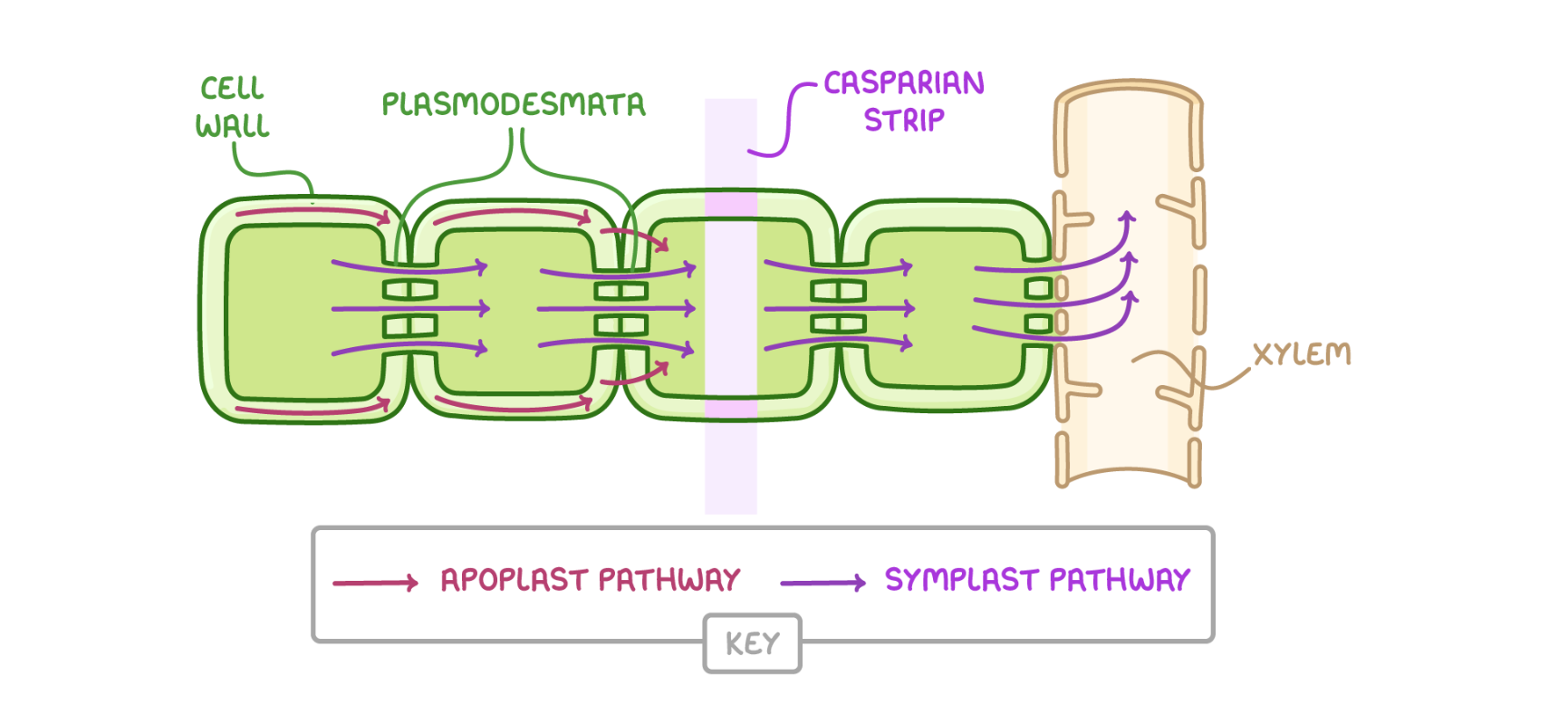 <p>apoplastic pathway:</p><ul><li><p>water travels within cell walls and in intercellular spaces</p></li><li><p>water is drawn across the root due to the apoplastic pathway due to cohesive forces between water molecules</p></li><li><p>cohesion between water molecules means that more water molecules are drawn along the apoplast pathway within the root to replace the water that has moved upwards</p></li></ul><p>symplast pathway:</p><ul><li><p>water travels via cytoplasm and vacuoles by osmosis - or from cell to cell by diffusion via the plasmodesmata</p></li><li><p>water moves into root hair cells from the soil by osmosis, increasing the water potential of root hair cells </p></li><li><p>water moves down water potential gradient into neighbouring root cells </p></li></ul><p></p>