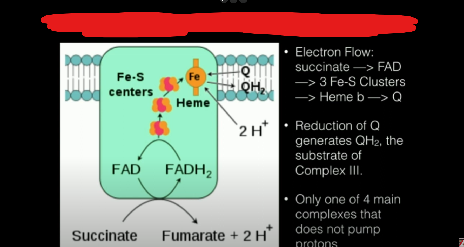<p>Part of the electron transport chain</p><p>Contains iron sulfur proteins that accept FADH2 electrons and which pass them to ubiquinone, the same mobile carrier from complex 1.</p><p>Pumps protons into intermembrane space</p>