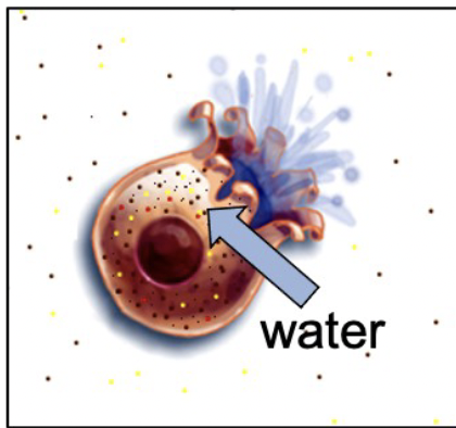 <p>Name the solution?</p>