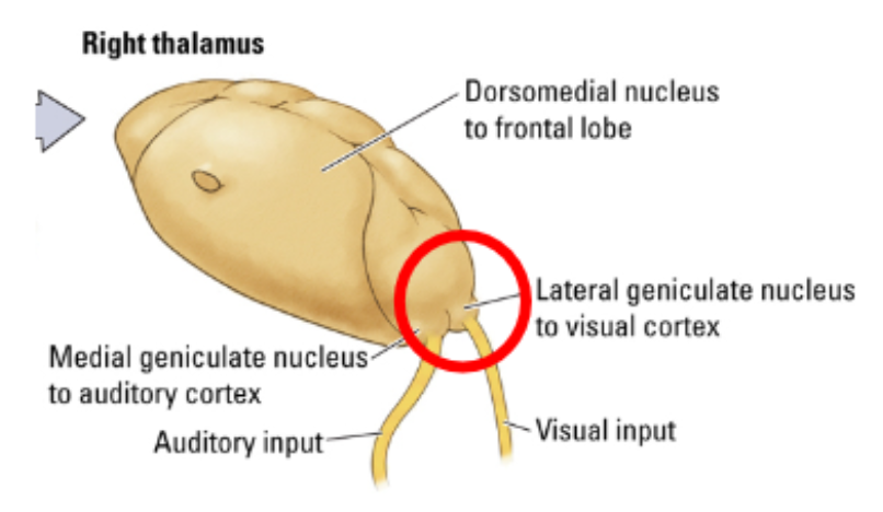 <p>From retina to <span style="color: red">lateral geniculate nucleus</span> (LGN, in thalamus), to layer IV of the <span style="color: red">primary visual cortex</span> (V1, <span style="color: red">striate cortex</span>), and then to other visual areas. </p><ul><li><p>All <span style="color: red">parvocellular </span>retinal ganglion cells (RGC) axons _ <span style="color: red">some magnocellular</span></p></li></ul><p>When you describe what you see, this is processed here. </p><ul><li><p>Info processed by the fovea &amp; RGC is processed here.</p></li></ul><p></p>