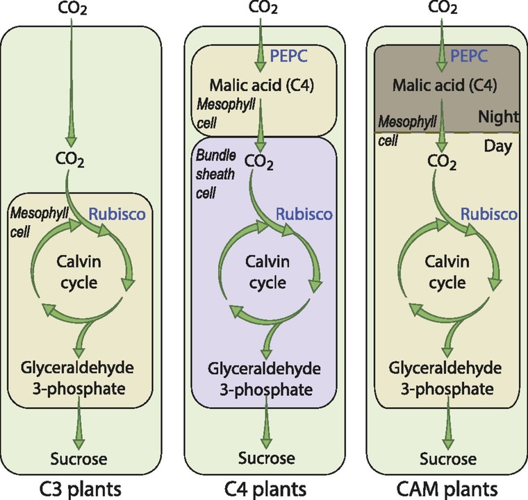 <ul><li><p>Use a molecule of malate (C4) instead of phosphoglycerate (C3)</p></li><li><p>produced in mesophyll cells in adding CO2 to a molecule of phospho-enol-pyruvate(PEP) to form oxaloacetate which is converted to malate</p></li><li><p>enzyme involved is PEP carbonxylase which has a higher affinity for CO2 than Rubisco and so can capture lower concentrations of CO2 in hot climates</p></li><li><p>Have specialized cells called “bundle shealth cells” These cells break down malate to release CO2 and form pyruvate</p></li><li><p>CO2 molecule is used in the calvin cycle to form sugar this allows plants to grow in hot climates</p></li><li><p>Reduces photorespiration</p></li></ul><p></p>
