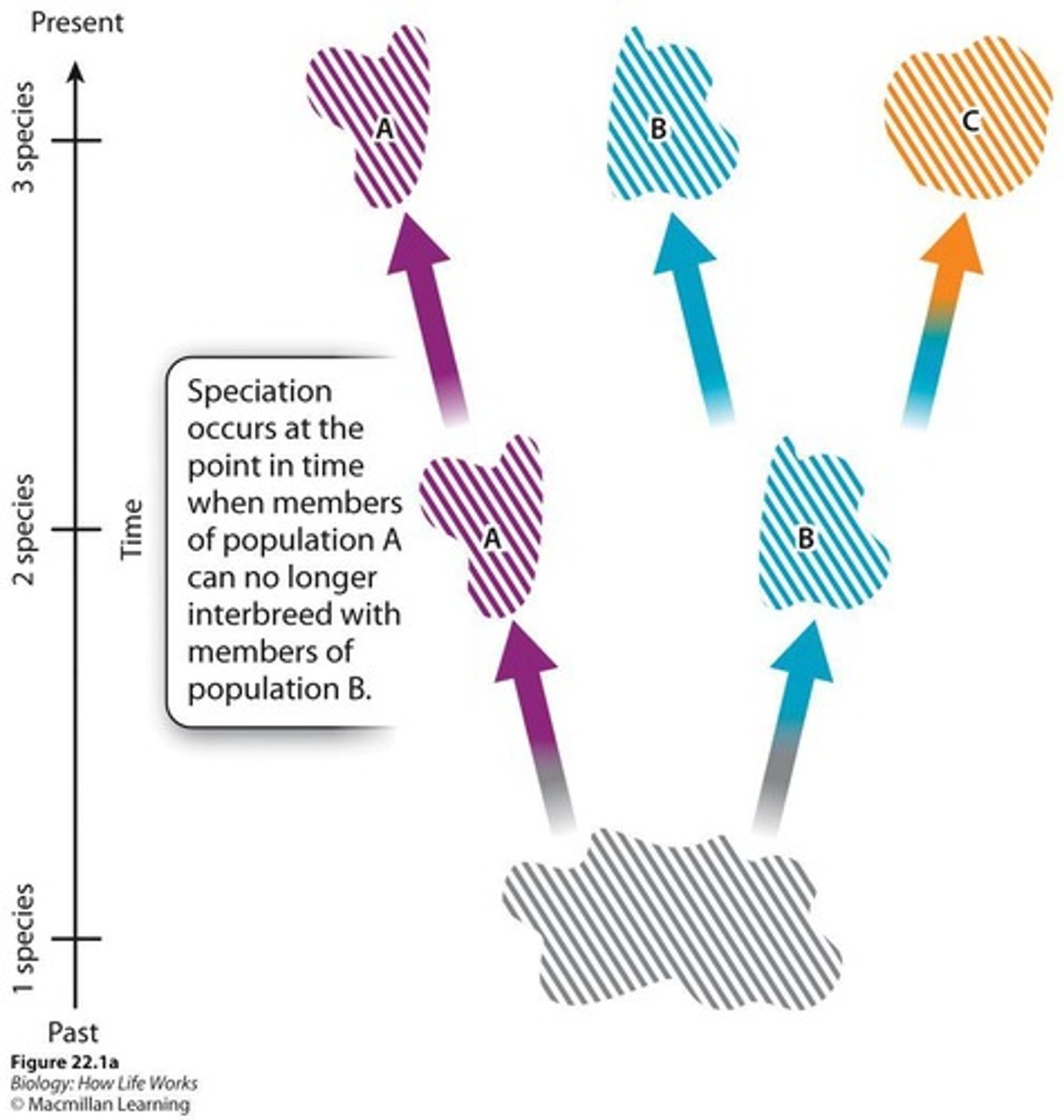 <p>Results in a nested branching pattern of evolutionary relationships among different lineages.</p>
