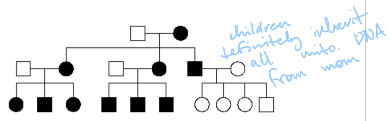 <p>Genes inherited solely from mitochondrial DNA; follows a maternal line because you get all mitochondria from your mom</p>